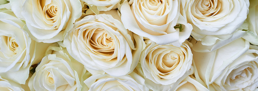 Розы на подарок